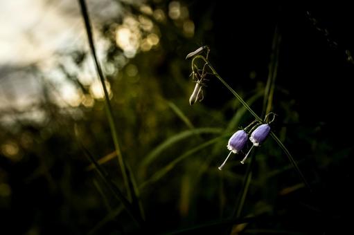 ＜素材＞夕暮れのツリガネニンジンの花の写真