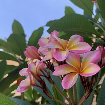 プルメリア プルメリア,ハワイ,ピンクの写真素材