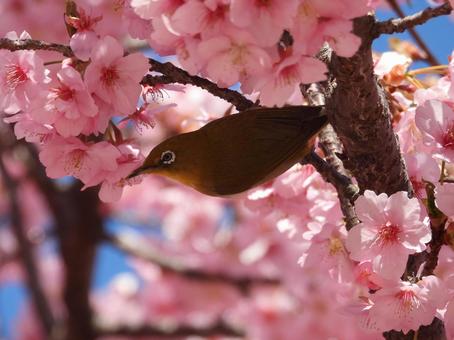 伊勢崎市みらい公園で撮ったメジロと河津桜 伊勢崎市みらい公園で撮ったメジロと河津桜の写真