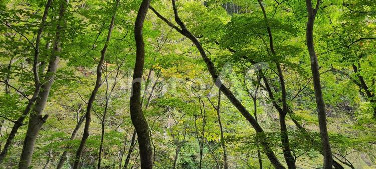 森の木々 木,自然,景色の写真素材