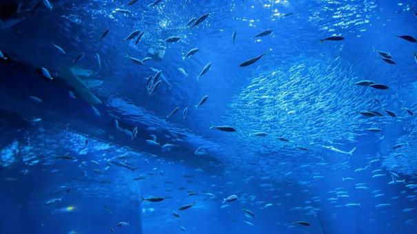 水族館の魚 水族館の魚 水族館,魚,アクアリウムの写真素材