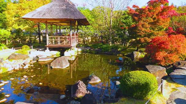 姫路城 好古園28 姫路城,好古園,紅葉の写真素材