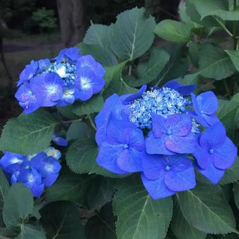 アジサイの写真