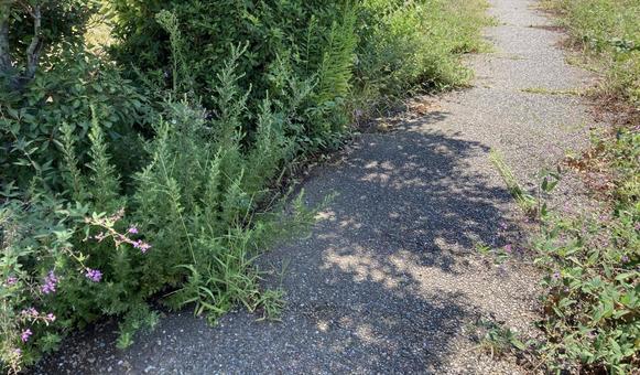 散歩道 散歩道の写真