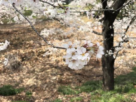 cherry blossoms, JPG