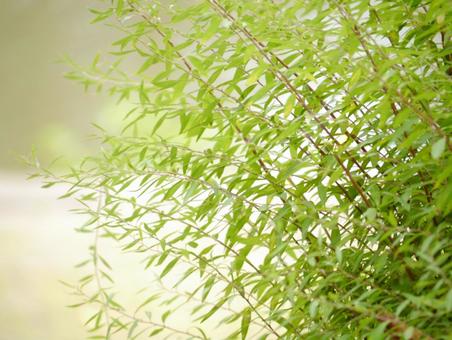 きれいな植物 きれいな植物の写真