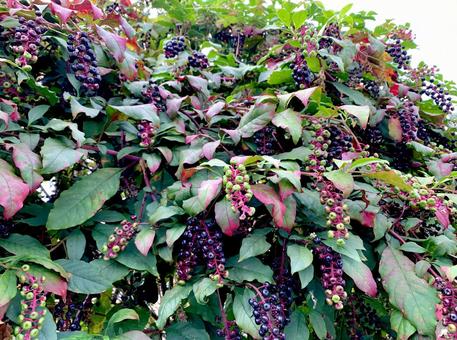 ヨウシュヤマゴボウの実2 ヨウシュヤマゴボウ,洋種山牛蒡,アメリカヤマゴボウの写真素材