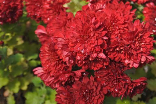 赤い菊② 菊,赤,秋の写真素材