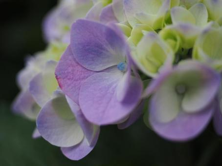 紫陽花 紫陽花の写真