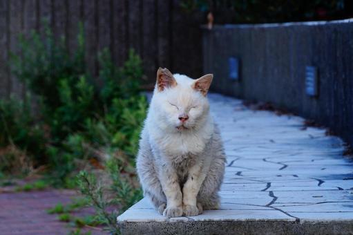 ねこ ねこ ねこ,動物,生き物の写真素材