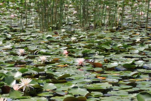 Water lilies in full bloom, JPG