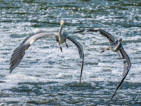 飛ぶアオサギ 飛ぶアオサギの写真