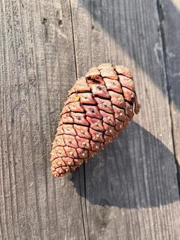 水に濡れた松ぼっくり 松ぼっくり,松笠,閉じるの写真素材