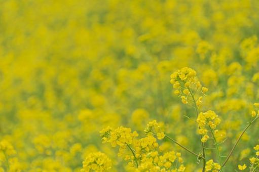 河川敷の菜の花 河川敷の菜の花の写真