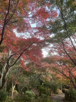 紅葉のトンネルと小道 紅葉のトンネルと小道の写真