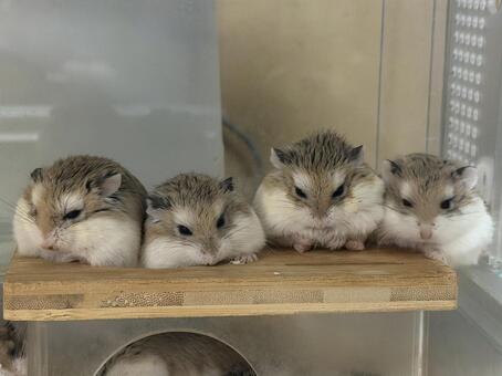 仲良く並ぶロボロフスキーハムスター げっ歯類,飼育,もふもふの写真素材