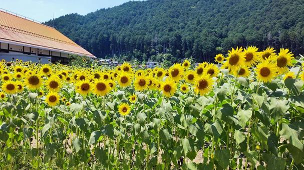 夏を抱きしめる花畑 夏を抱きしめる花畑 ひまわり,洲原ひまわりの里,黄金色の花畑の写真素材