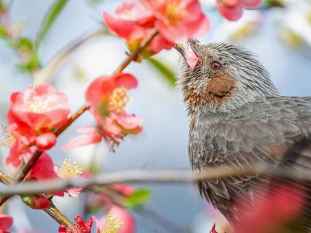 ボケの花とヒヨドリ ボケの花とヒヨドリの写真