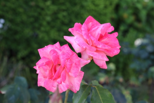 バラ園で鮮やかな色の薔薇を撮りました バラ園で鮮やかな色の薔薇を撮りました 花,薔薇,自然の写真素材