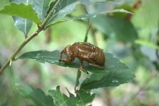 Photo, semi, cicada, cicadian shell, 