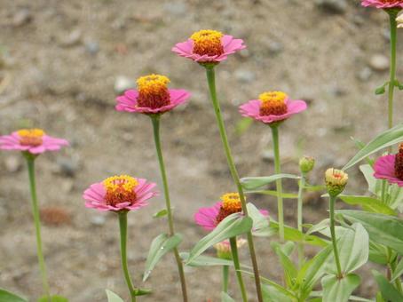【花の写真】 ヒャクニチソウ(百日草) 【花の写真】 ヒャクニチソウ(百日草)の写真