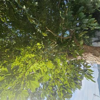 木を見上げる。の写真