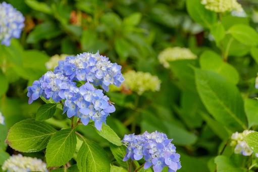 初夏に咲く青紫の紫陽花 初夏に咲く青紫の紫陽花の写真