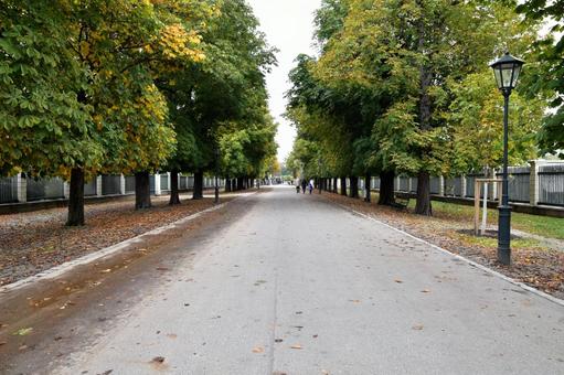Beautiful tree-lined avenue in a park in Vienna, Europe, JPG Beautiful tree-lined avenue in a park in Vienna, Europe, JPG