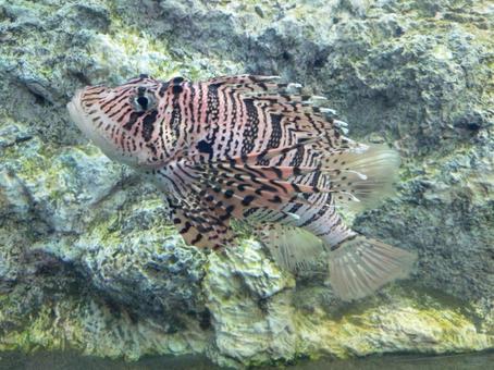 ミノカサゴ ミノカサゴ ミノカサゴ,海水魚,カサゴの写真素材