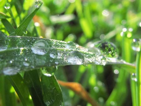 水滴と輝く朝の光Water drops 水滴と輝く朝の光Water dropsの写真