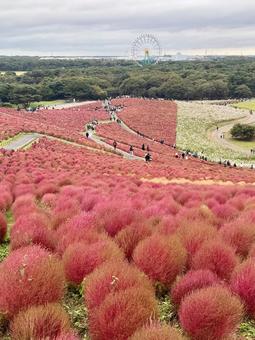 Photo, hitachinaka seaside park, hippo park, ibaraki, 
