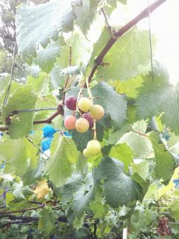 ぶどう 葡萄,葉っぱ,枝の写真素材