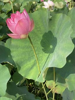 照片, 蓮花, 初夏, 晴天, 