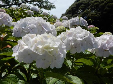 紫陽花2 紫陽花2の写真