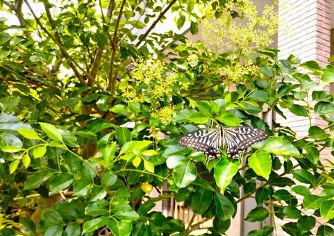 アゲハチョウ 蝶,アゲハチョウ,夏の写真素材