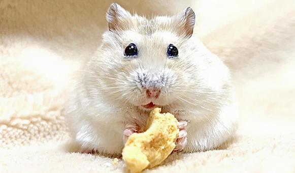 Yellow Djungarian 4 at snack time, JPG