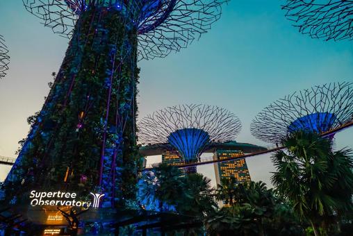 【シンガポール】スーパーツリー ガーデンズバイザベイ,スーパーツリー,植物園の写真素材