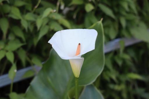 白い花びらのカラーの花 白い花びらのカラーの花の写真