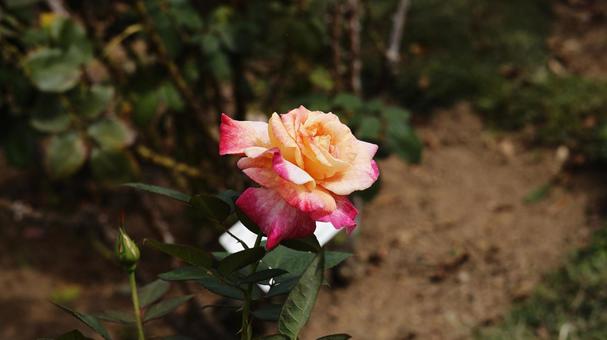 【花の写真】ばらの花 rose,植物,園芸の写真素材