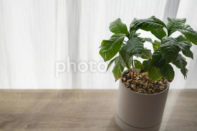 観葉植物　コーヒーの木 観葉植物,コーヒーの木,植木鉢の写真素材