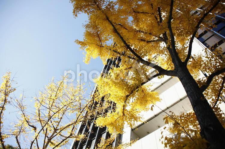 御堂筋の銀杏 ビル,大阪,御堂筋の写真素材