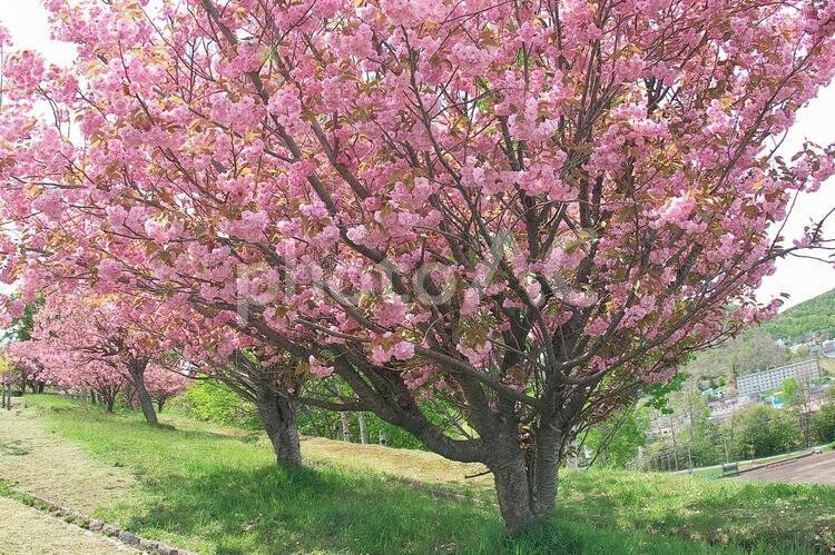 公園の桜満開 4月,かわいい,さくらの写真素材