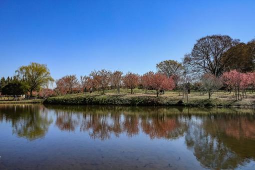古河公方公園の桃の木 桃木,モモの木,桃色の写真素材
