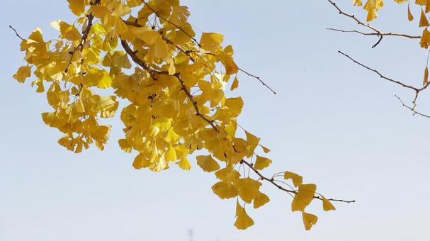 【植物の写真】銀杏 銀杏,樹木,11月の写真素材