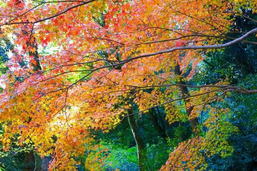 Beautiful orange gradation in autumn leaves, JPG