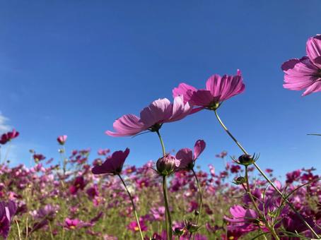 青空とコスモス 青空とコスモス コスモス畑,秋桜,ピンクの写真素材