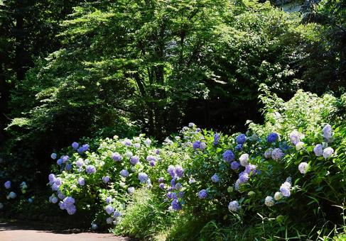 木々とあじさい 木々とあじさい あじさい,アジサイ,グリーンの写真素材
