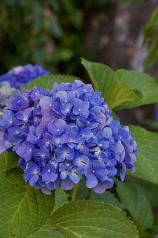 紫陽花 紫陽花,あじさい,6月の写真素材
