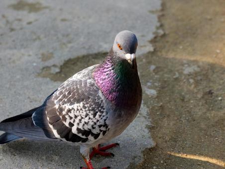 鳩 鳩の写真