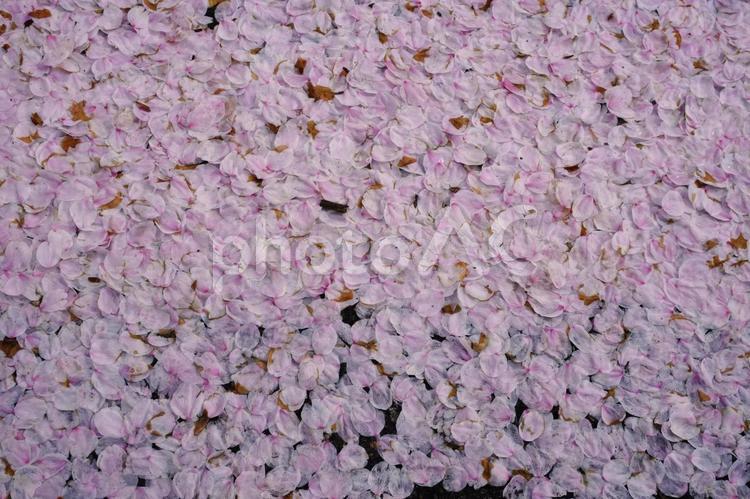 桜の花びらの絨毯 さくら,背景,テクスチャの写真素材